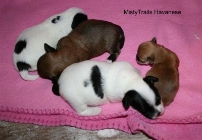 Preemie and three other puppies laying on a blanket