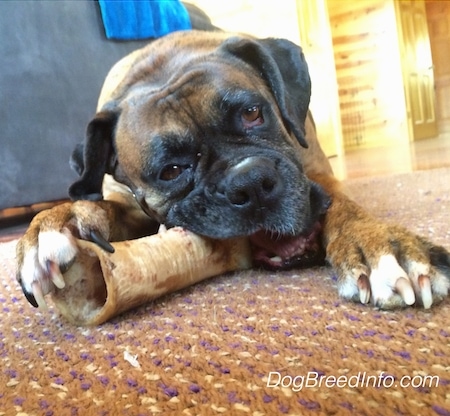 Close up - A brown with white and black Boxer dog with droopy eyes laying down on a rug and he is chewing on a bone.