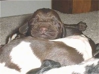 Close up - American Cocker Spaniel Puppies sleeping in a bundle