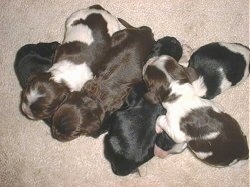 Topdown view of a litter of six American Cocker Spaniel Puppies sleeping together