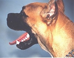 Close up - The left side of the head of a brown with white Alano Espanol. Its mouth is open and tongue is sticking out.
