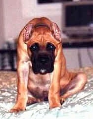 A brown with white Alano Espanol Puppy is sitting on a bed with its head down.