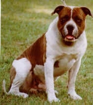 The front right side of a white with brown Alapaha Blue Blood Bulldog that is sitting on grass with its mouth open
