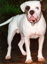 A white with brown Alapaha Blue Blood Bulldog is standing on a tree stump with trees behind it