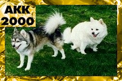 Two Alaskan Klee Kais are sitting and standing on grass. In the top left corner of the image are the words 'AK200'.