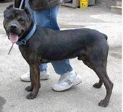 The left side of a black with brown American Mastiff that is standing in a lot with a person behind it holding its leash. It is looking forward, its mouth is open and its tongue is sticking out.