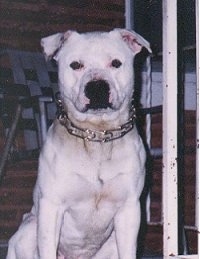 A white American Staffordshire Terrier is sitting in a door way, it wearing a pinch collar and it is looking forward.