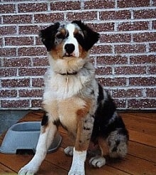 The front left side of a merle Australian Shepherd  that is sitting across a hardwood floor, there is a dog bowl to the left of it and it is looking forward.