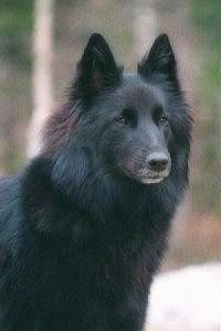 Belgian Shepherd Dog Breed Information and Pictures