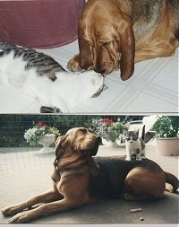 Top Photo - Bloodhound and Cat laying on a tiled floor. Bottom Photo - Bloodhound laying on the floor with a kitten standing on its back