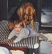 Bloodhound looking at a baby laying on a bed