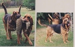 Left Photo - Thunder and Belle the Bloodhounds have a plush squirrel toy in both of there mouths. Right Photo - Three Bloodhounds waiting in front of a fence