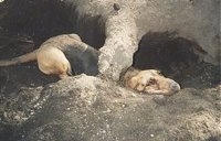 Crater the Bloodhound in a tunnel shaped hole in the ground