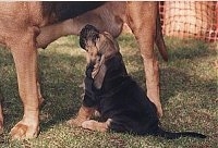 Close Up - Bloodhound puppy sitting outside feeding from its mother