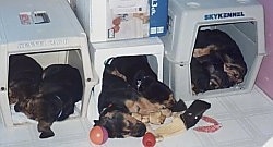 Six Bloodhound puppies in three dog crates, two per crate