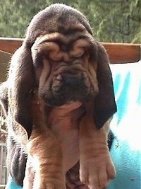 Bloodhound puppy being held up in the air by a person