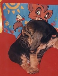Bloodhound puppy sitting in a bed and looking back with a lion king pillow in the background 