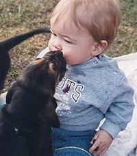 Bloodhound lcking a childs face