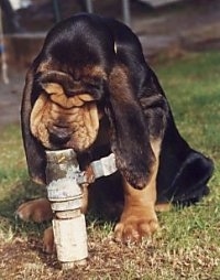 A wrinkly black and tan Bloodhound puppy is sitting in grass and it is drinking out of a water pipe that is in front of it. It has very long drop ears and a lot of extra skin.