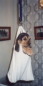 Bloodhound puppy hanging in a white bag being weighed