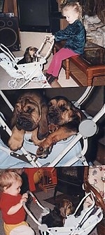 Top Photo - Bloodhound Puppy in a stroller with a little girl moving it. Middle Photo - Close Up - Two Bloodhound Puppies in a Stroller. Bottom Photo - a Baby moving the Stroller with a puppy in it