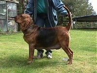 Right Profile - Belle the Bloodhound standing in front of its owner while the owner holds her tail and her head up