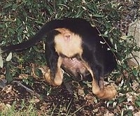 Close Up - the back end of a Bloodhound puppy sticking out of a hole in the ground