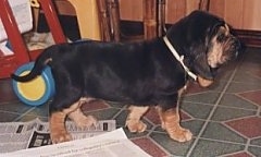 Left Profile - Bloodhound Puppy walking across the kitchen floor with newspaper on the floor