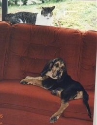 Misty the Bloodhound laying on a couch with a cat on the top