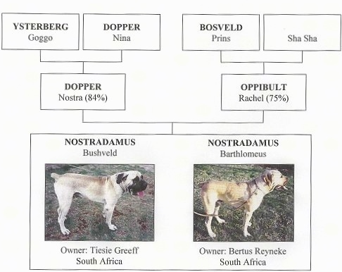 African Boerboel Family Tree
