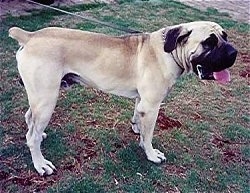 Maximillion the Boerboel standing outside with its mouth open and tongue out