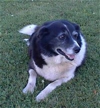 Star the Border Collie laying outside with its head turned to the left