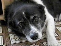 Close Up - Star the Border Collie laying on a tiled floor