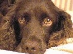 Close Up - Holly the Boykin Spaniel's head