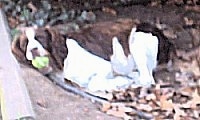 A Brittany Spaniel sleeping outside with a tennis ball in his mouth