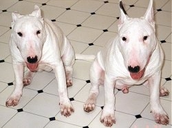 Cleopatra and Rockefeller the Bull Terriers sitting on a tiled floor and looking at the camera holder