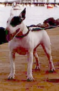 Tora the Bull Terrier standing on a dock with its mouth open and tongue out