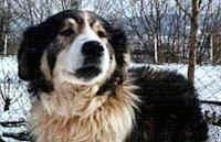 Close Up - Carpathian Sheepdog is standing outside in snow with trees in the background