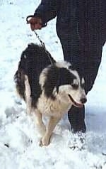 Carpathian Sheepdog is walking in snow next to a person holding its leash
