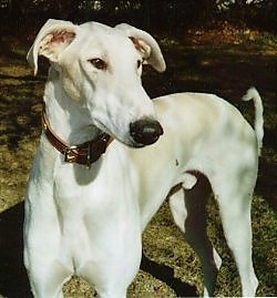 A Chart Polski dog standing outside and looking to the right