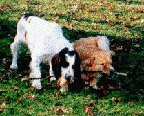 There are two dogs outside with a big stick in their mouth. each dog has an end. One dog is white and black, the other is tan