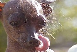 Close Up - Yoda the Chinese Crested hairless is licking its nose with a long curled tongue