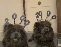 Two black Chow Chows are laying on a floor in front of a door. They both are wearing year 2000 headbands