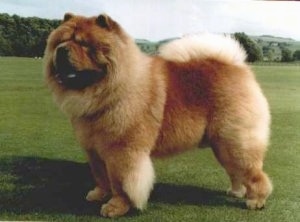 Khan the Chow Chow is standing in a large field and looking to the left. His mouth is open and tongue is out