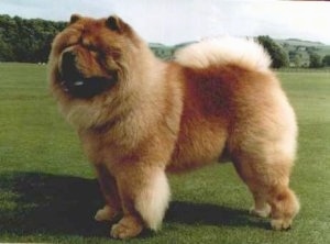 giant chow chow dog