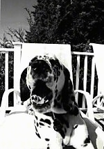 Close Up - A Black & White photo Orion the Dalmatian is laying in a lawn chair yawning