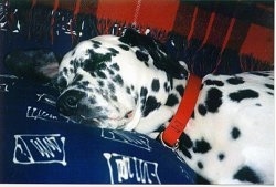Close Up upper body shot - Orion the Dalmatian is sleeping on a bed