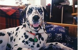Orion the Dalmatian is laying on a bed. Its mouth is open and tongue is out