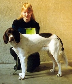 A Drentse Patrijshond is standing in front of a lady who is kneeling down next to it at a dog show