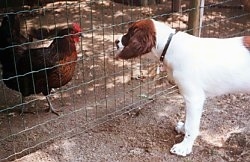 A Drentse Patrijshond is standing in front of a fence staring at a chicken on the other side
